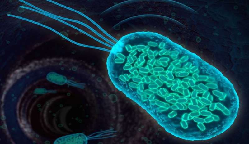 Bacteria sonars