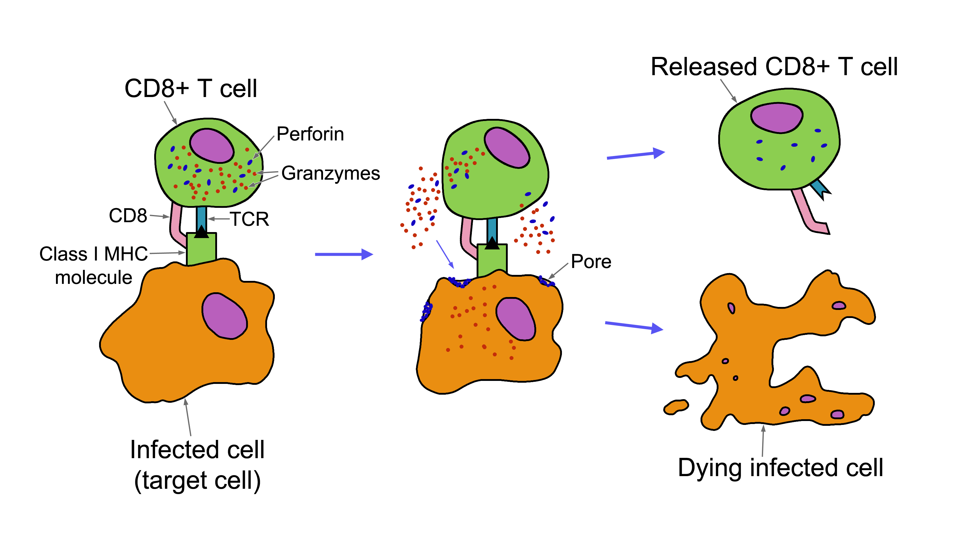 CD8 T lymphocytes recognize