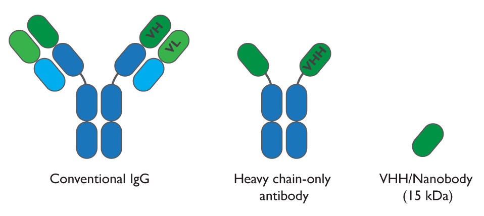 Comparison between conventional antibody 