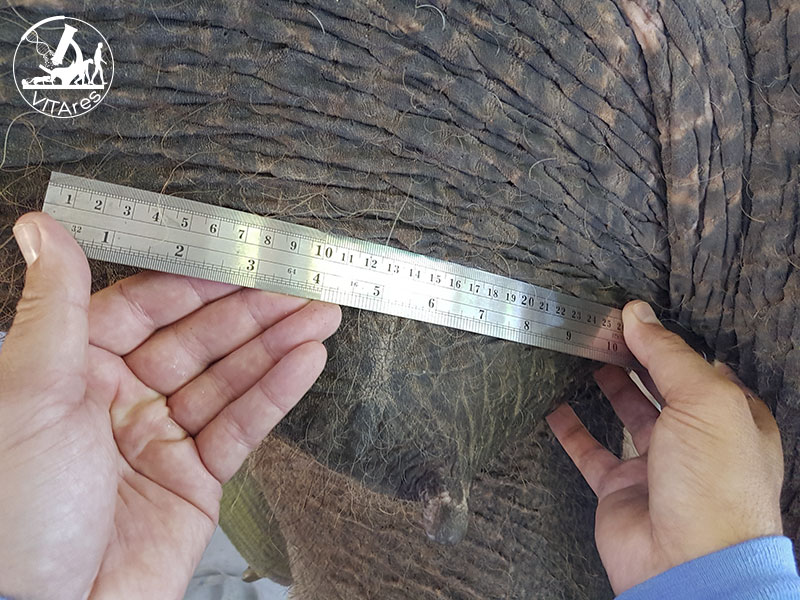 Juno cancer elephant electrochemotherapy evvivax 2 800px