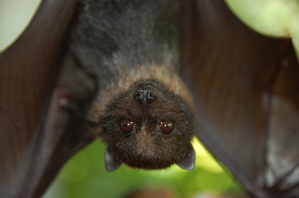 bats influenza