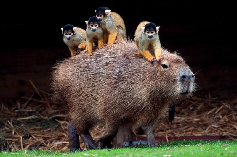 capybaras