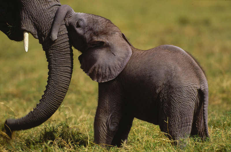 elefante