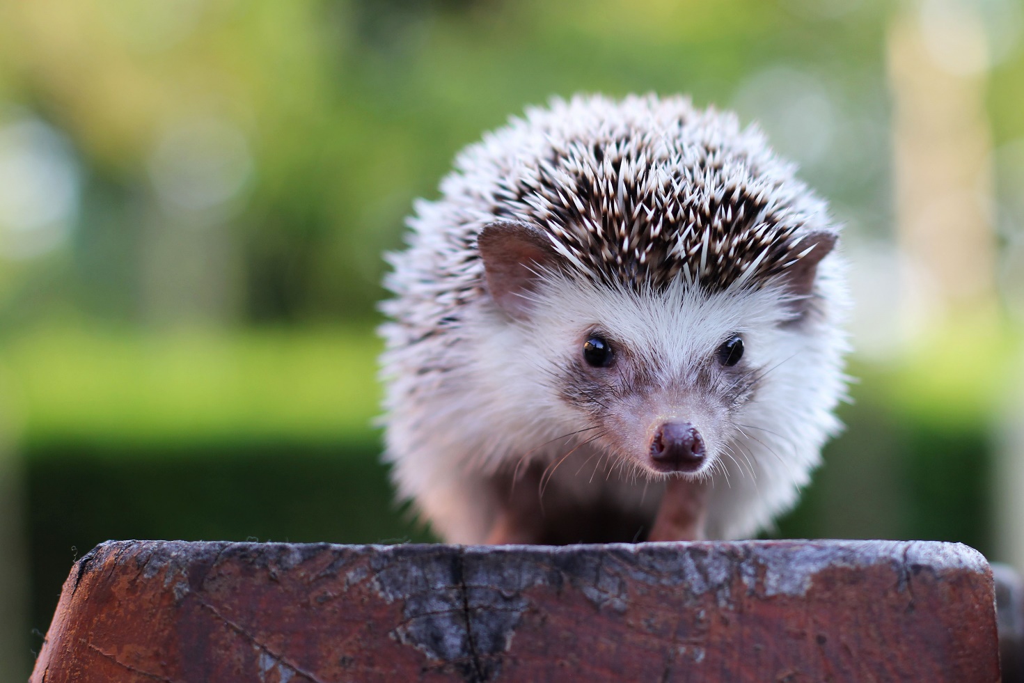 hedhehogs