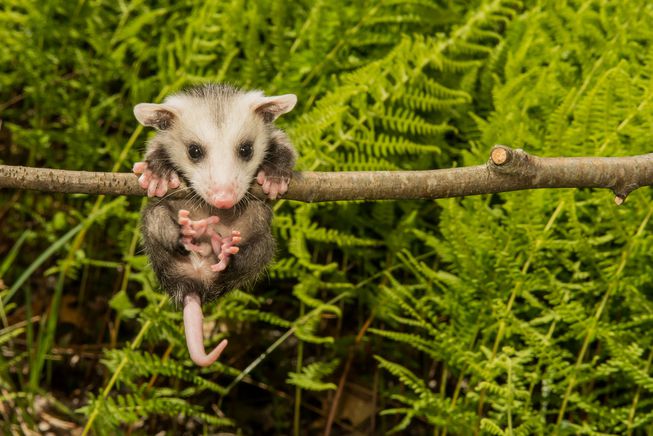 opossum
