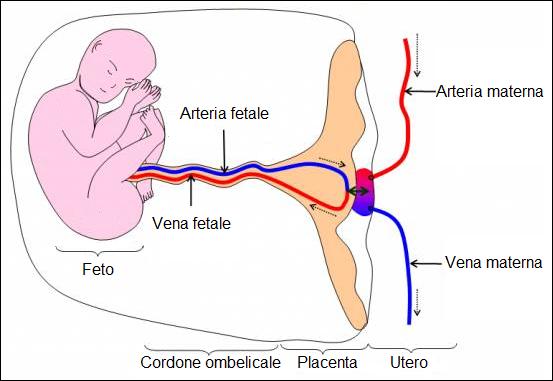 placenta cancer3