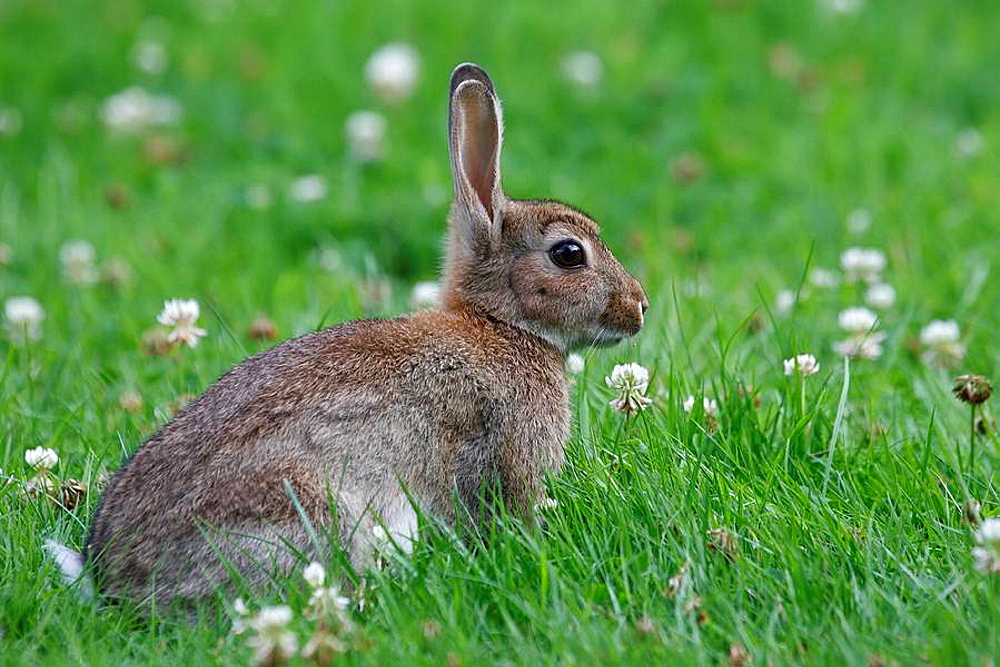 rabbits myxoma