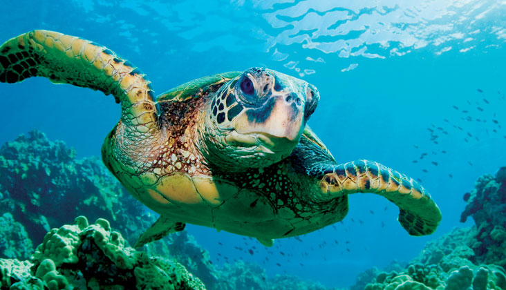 sea turtles
