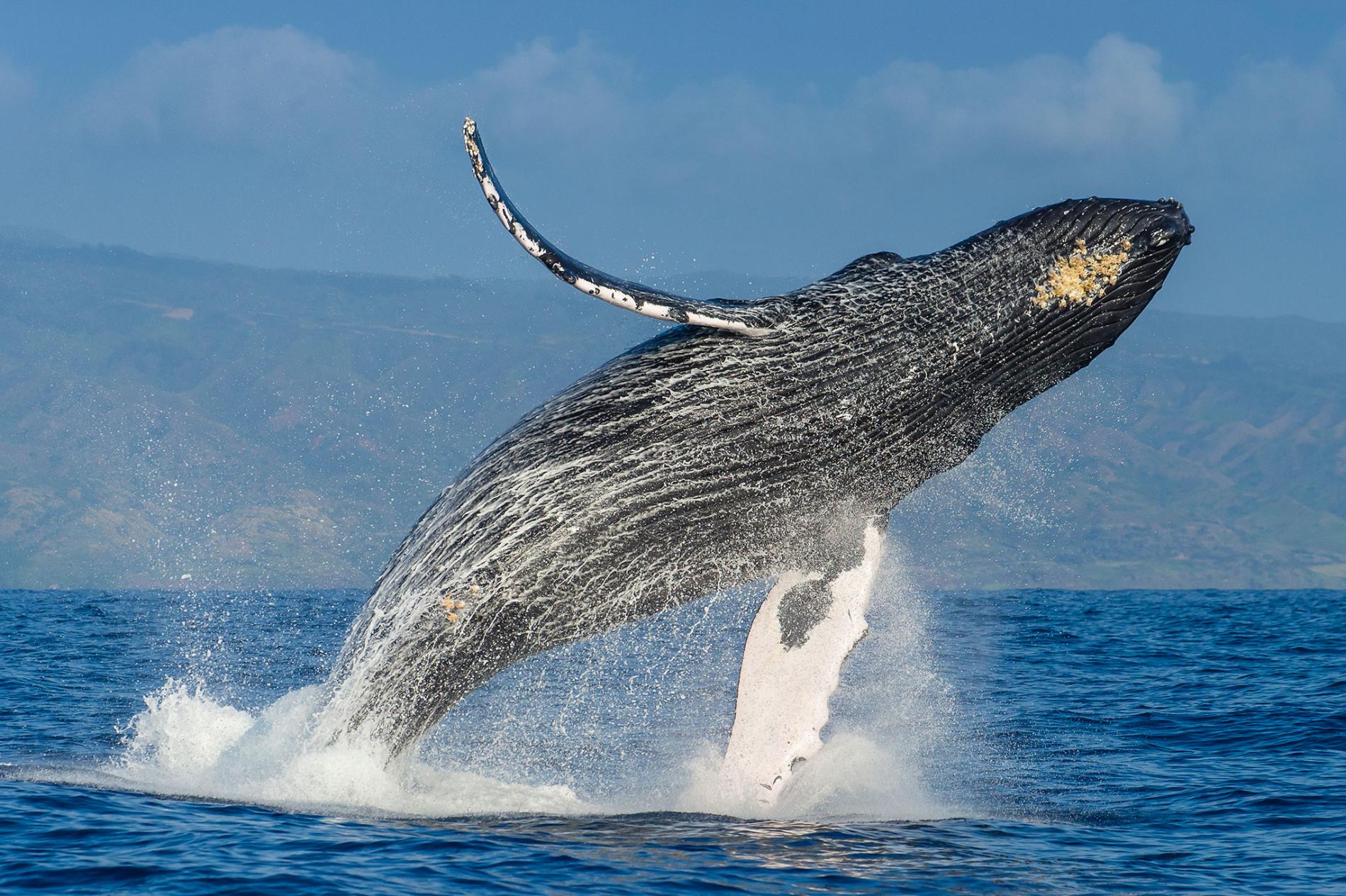 whales